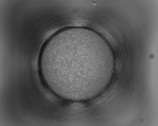 X0000103950536200809261750