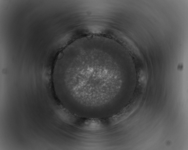 X0000103950559200809261751