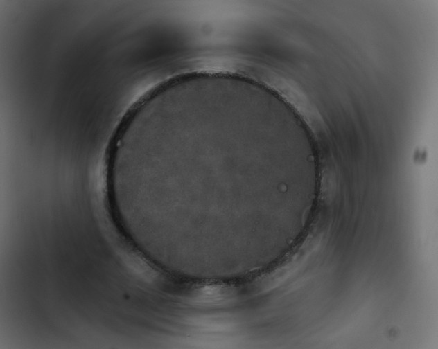 X0000103950584200809261750