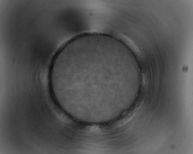 X0000103950588200809261750