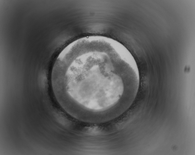 X0000103950688200809261749