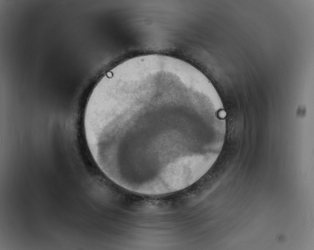 X0000103950736200809261748