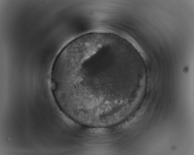 X0000103950853200809261747