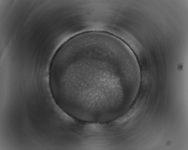 X0000103950950200809261745