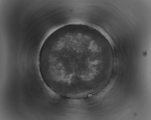 X0000103950951200809261745