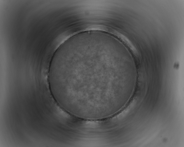 X0000103950985200809261744