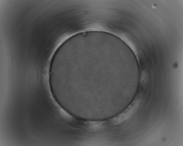 X0000103951005200809261744