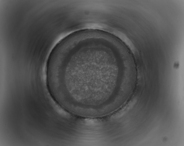 X0000103951032200809261744