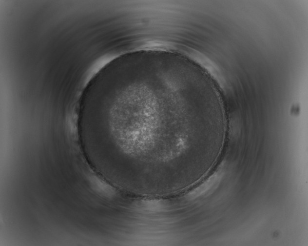 X0000103951066200809261743