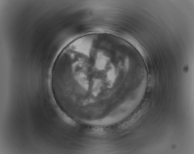 X0000103951098200809261742