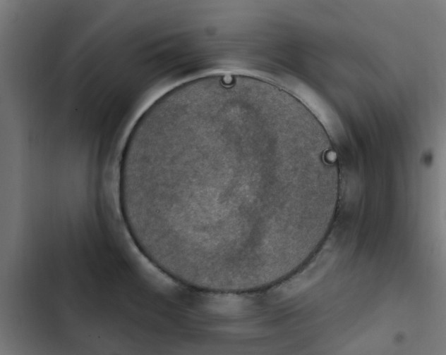 X0000103951100200809261742