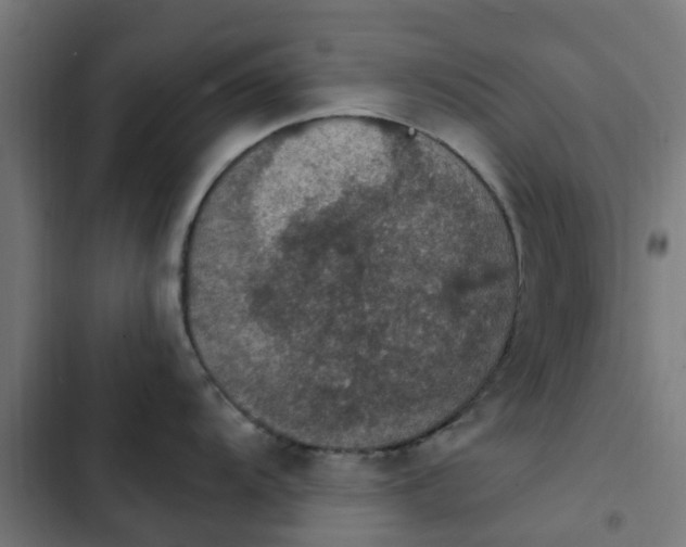 X0000103951104200809261742