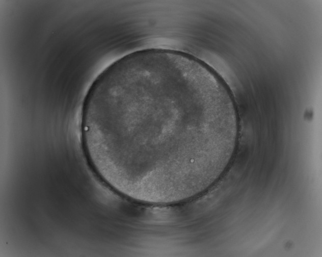 X0000103951128200809261742