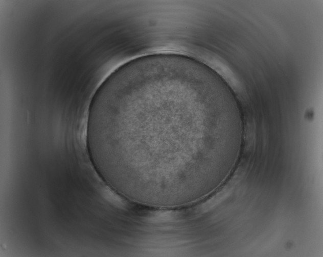 X0000103951228200809261740
