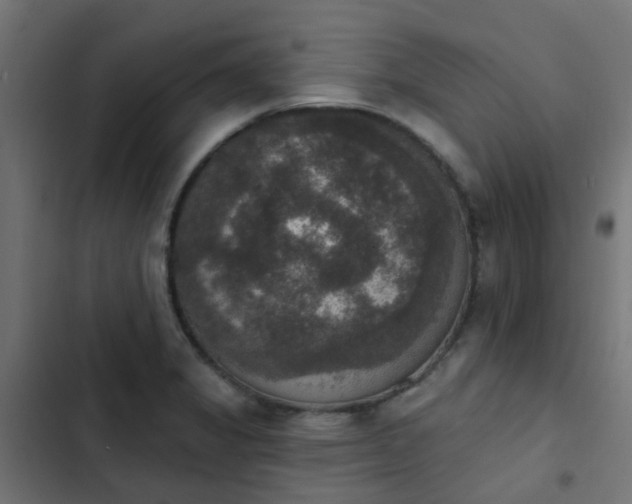 X0000103951325200809261739