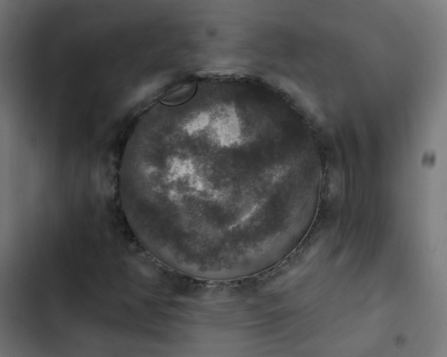 X0000103951350200809261739