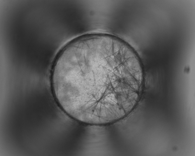 X0000103951356200809261738