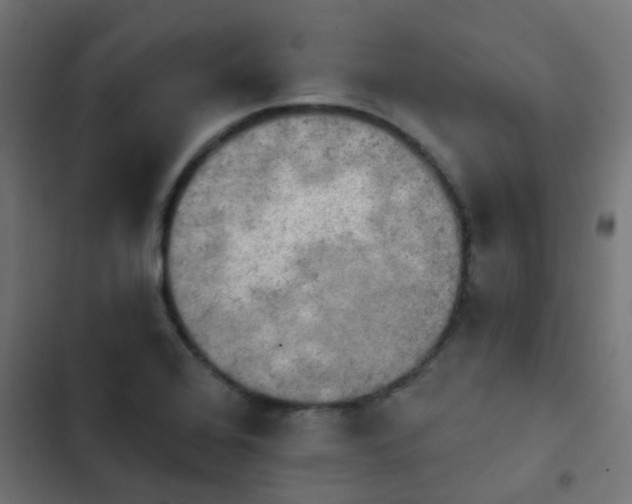 X0000103951368200809261738