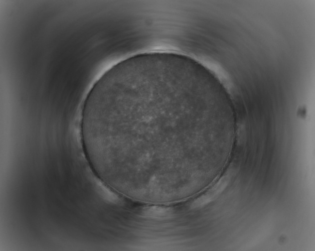 X0000103951374200809261738