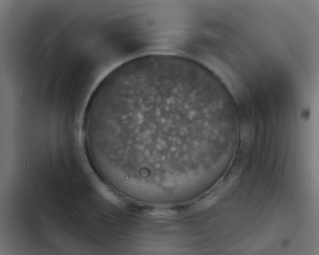 X0000103951466200809261737