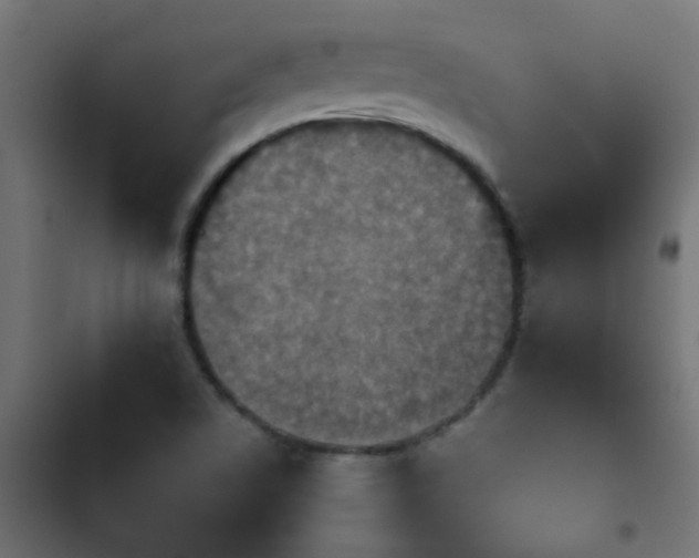X0000103951506200809261736