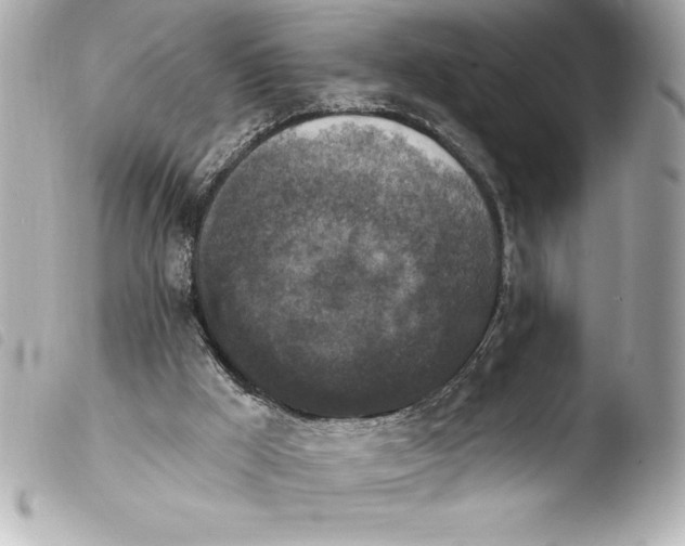 X0000103950009200810031357