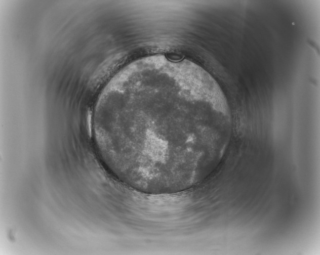 X0000103950022200810031356