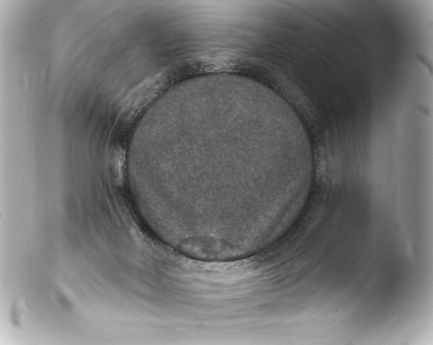 X0000103950026200810031356