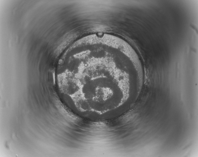 X0000103950061200810031356