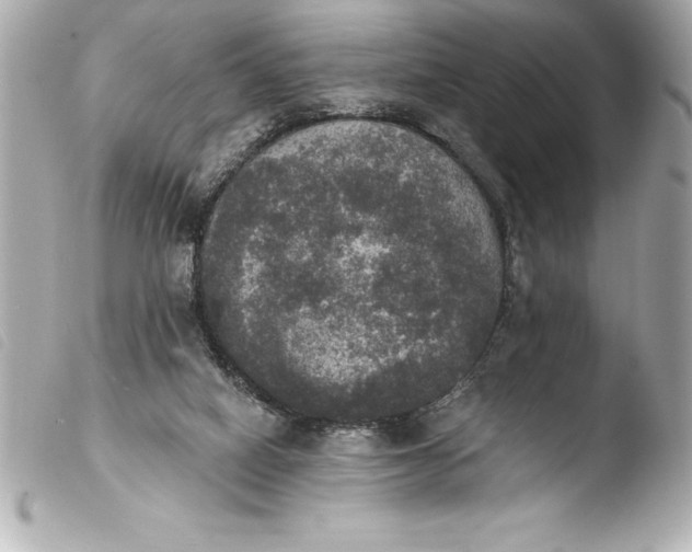 X0000103950066200810031356