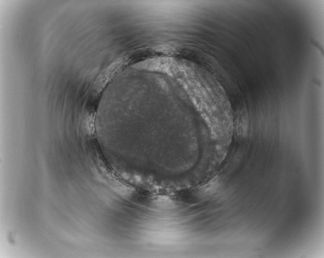 X0000103950285200810031353