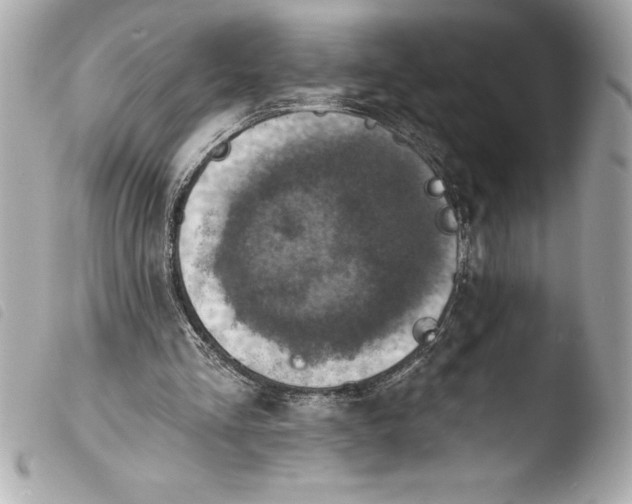 X0000103950293200810031352