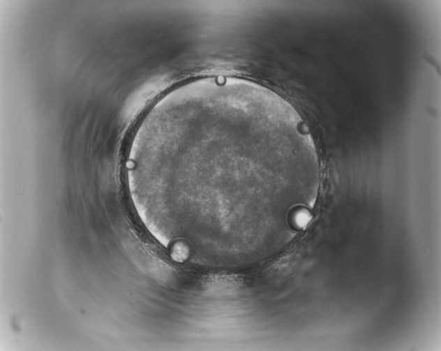 X0000103950296200810031352