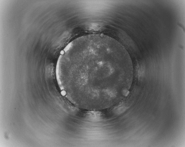 X0000103950328200810031352