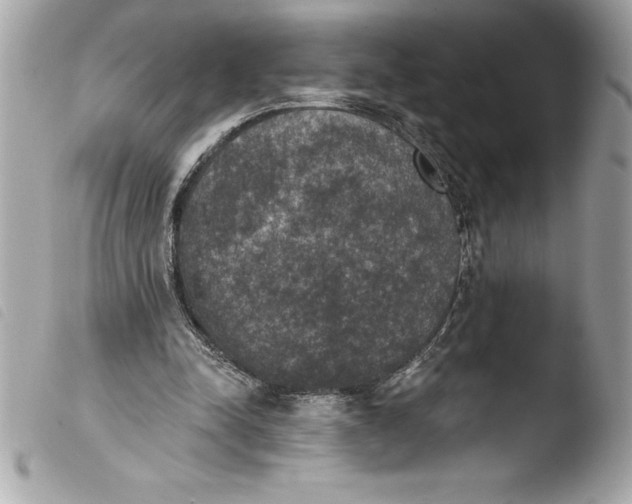 X0000103950342200810031351