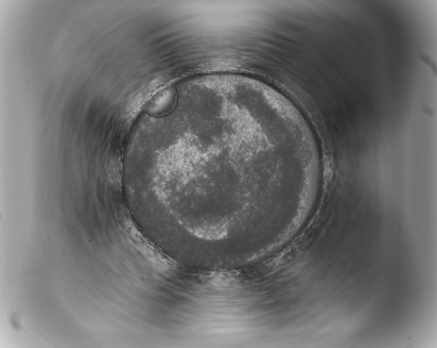 X0000103950345200810031351