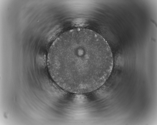 X0000103950376200810031351