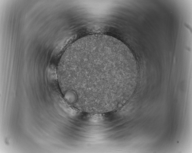 X0000103950384200810031351