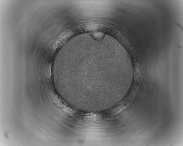 X0000103950454200810031350