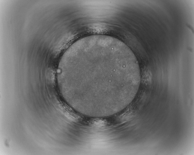 X0000103950456200810031350