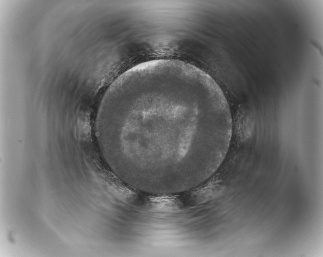 X0000103950516200810031349