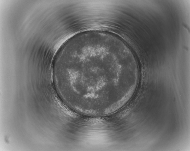 X0000103950838200810031343