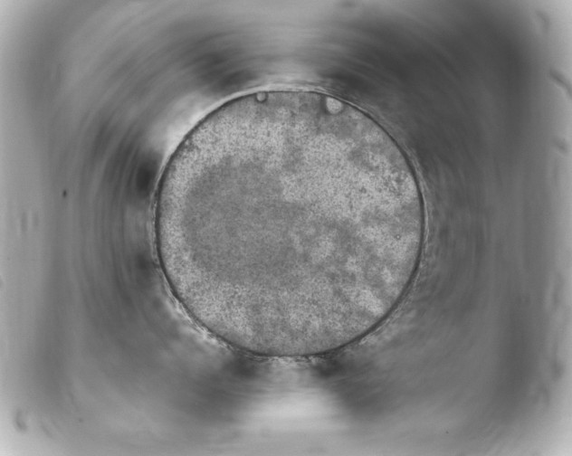 X0000103950960200810031342