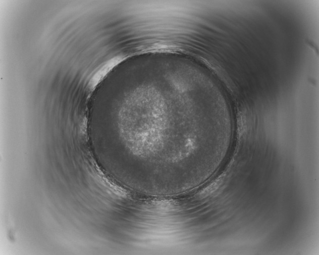 X0000103951066200810031340