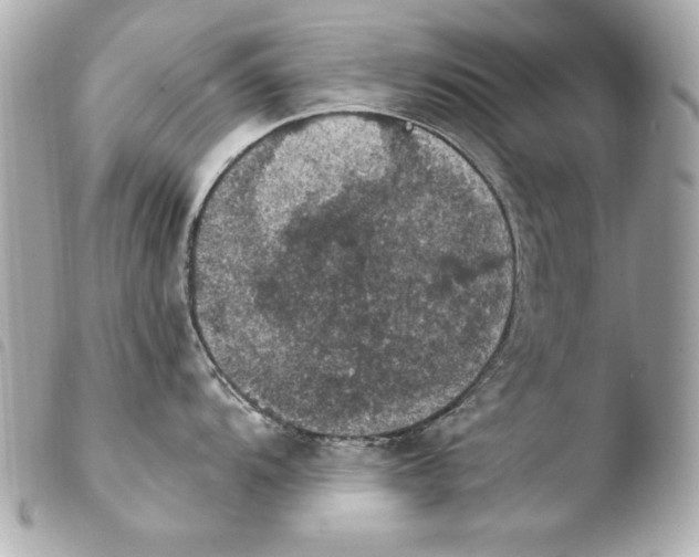 X0000103951104200810031339