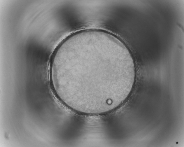 X0000103951126200810031339