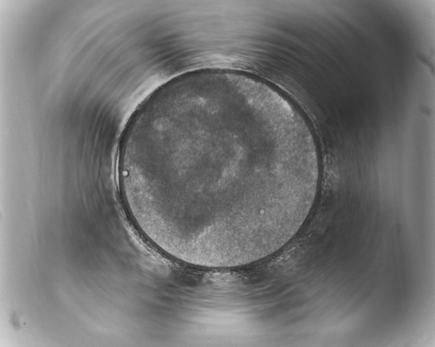 X0000103951128200810031339