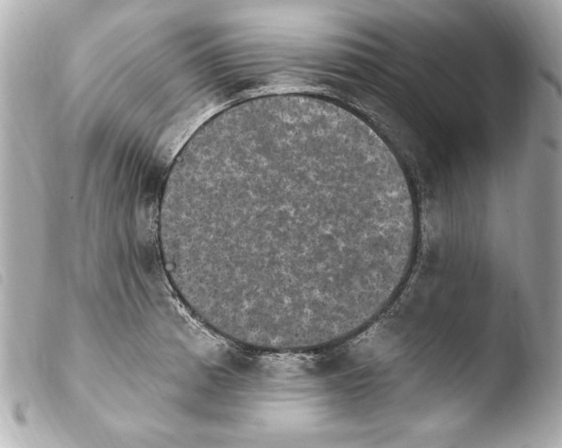 X0000103951185200810031338