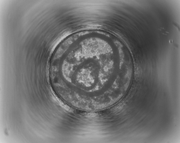 X0000103951235200810031338