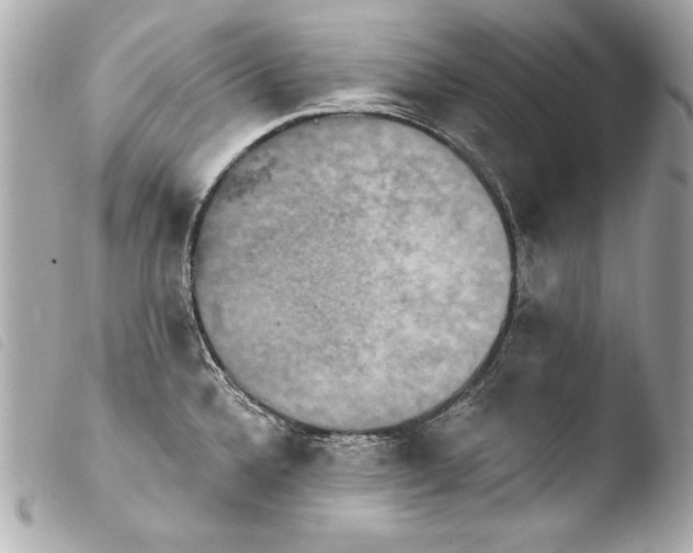 X0000103951336200810031337